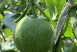 果汁吃瓜娱乐,畅享夏日欢乐时光